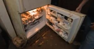 gatos refrigerador