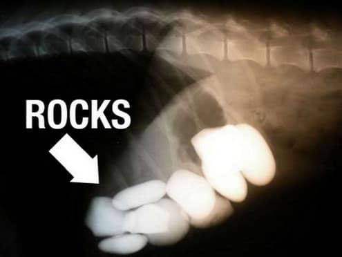 Cosas raras vistas por los rayos x (7)