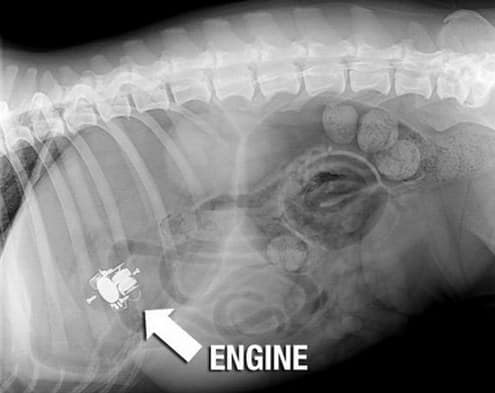 Cosas raras vistas por los rayos x (3)