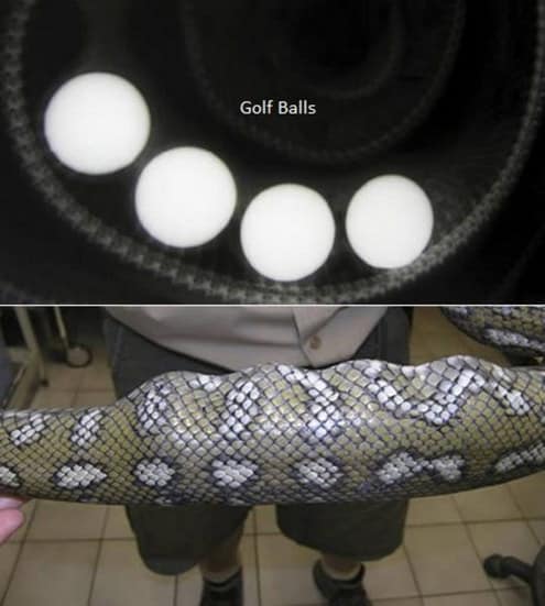 Cosas raras vistas por los rayos x (1)