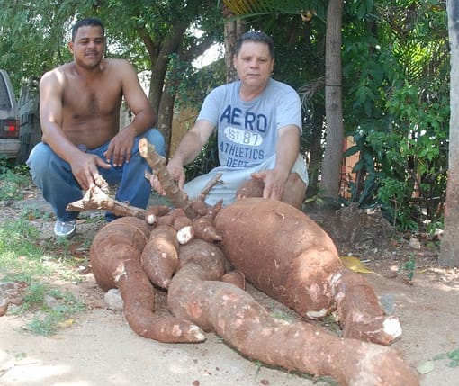 La mamá de las yucas